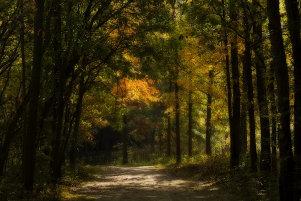 被施了魔法的秋天的树林 — 图库照片