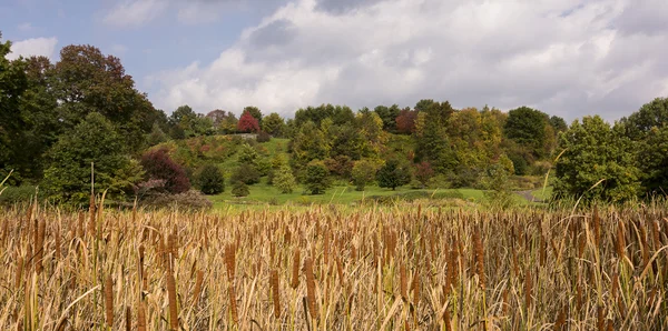 Cattail — Stok Foto