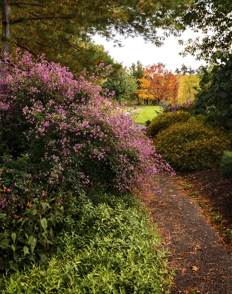 Tuinpad — Stockfoto