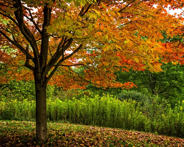 Podzim červená mapletree — Stock fotografie
