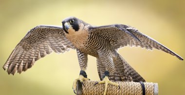 Peregrine Şahini