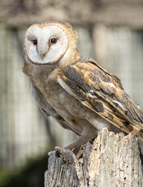 Barn Owl clipart