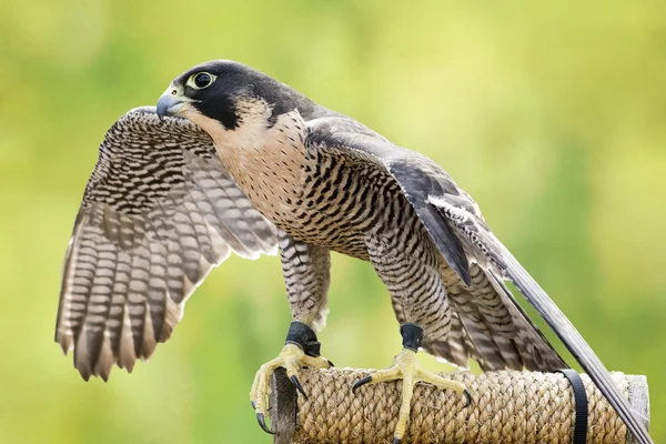 Peregrine Falcon — Stock Photo, Image