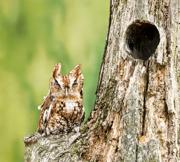 Eastern Screech Owl