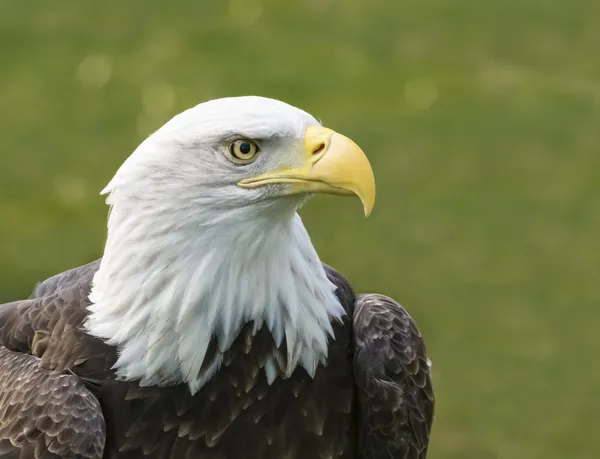 Amerikan kel kartal — Stok fotoğraf