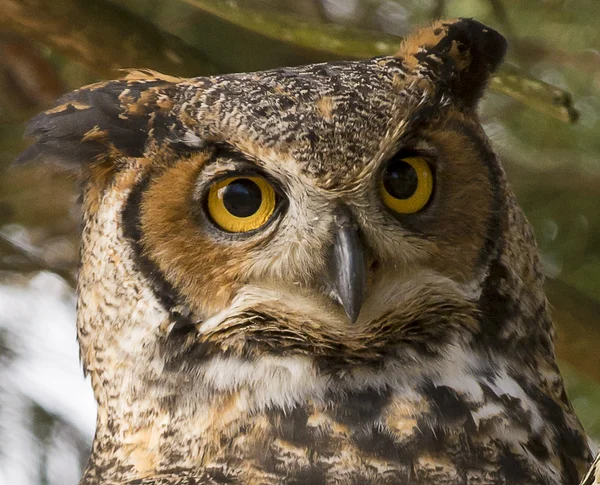 Great Horned Owl — Stock Photo, Image