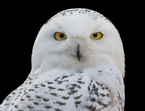 Snowy Owl — Stock Photo, Image