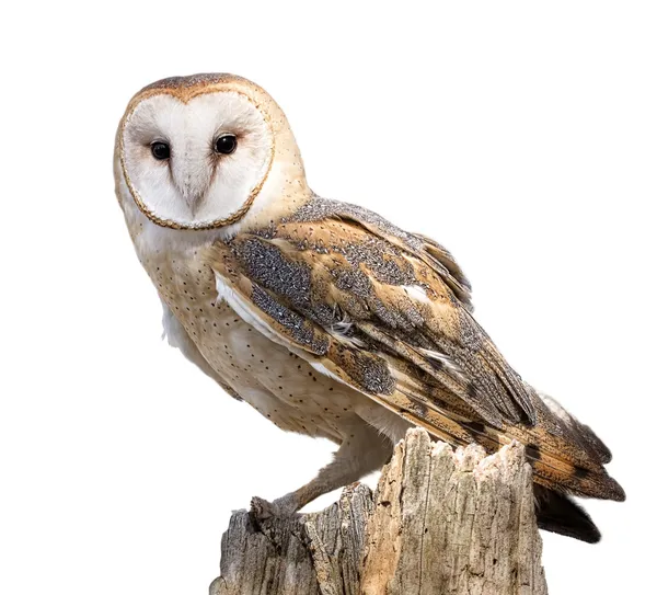 Barn Owl — Stock Photo, Image