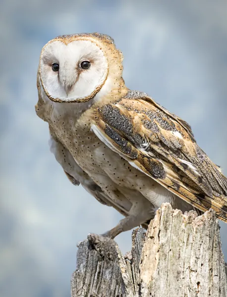 Schleiereule — Stockfoto