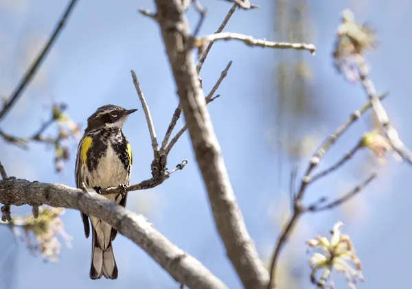 Yellow-rumped Warbler — Stock Photo, Image