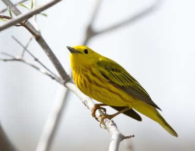 American Yellow Warbler clipart