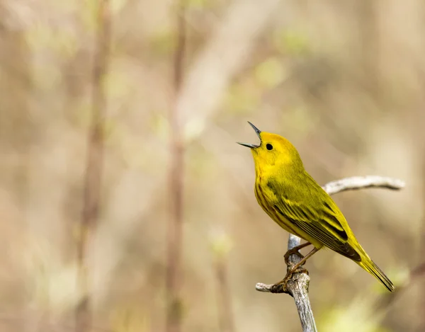 Warbler amarillo americano — Foto de Stock