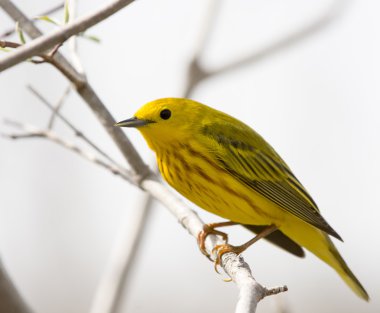 American Yellow Warbler clipart