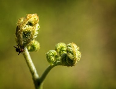 Fern ile karınca 