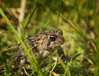Eastern American Toad clipart