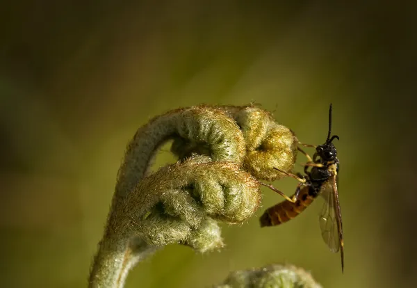 Fern with Bee — Stock Photo, Image