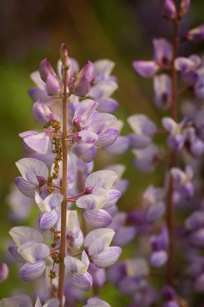 Flor silvestre tremoço azul — Fotografia de Stock