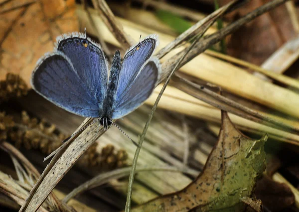 У Хвостаті Синій метелик — стокове фото
