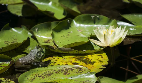 Sapo verde em Lily Pad — Fotografia de Stock