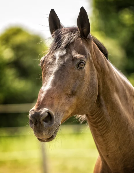 Kůň na pastvině — Stock fotografie