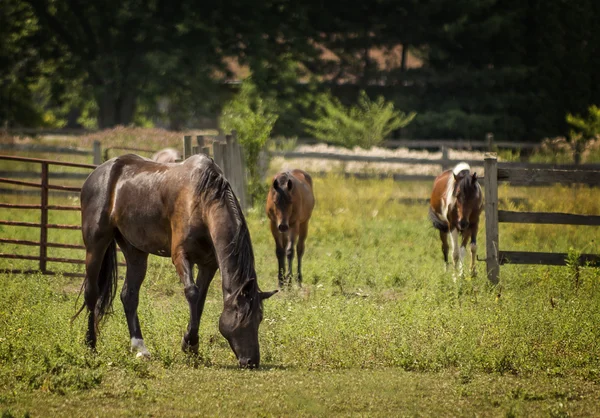 Horses in a Pasture — Stock Photo, Image