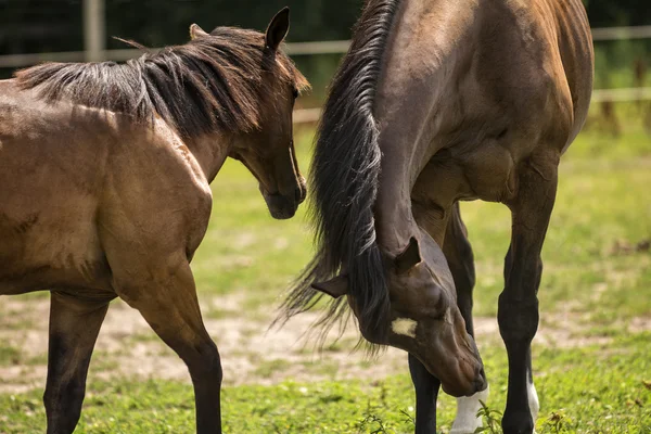 Pferde auf einer Weide — Stockfoto