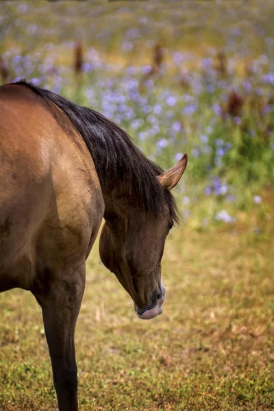 Paard in een weiland — Stockfoto