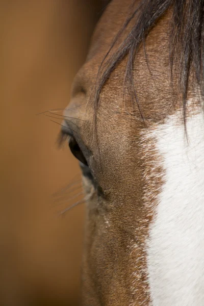 Ojo de caballo —  Fotos de Stock