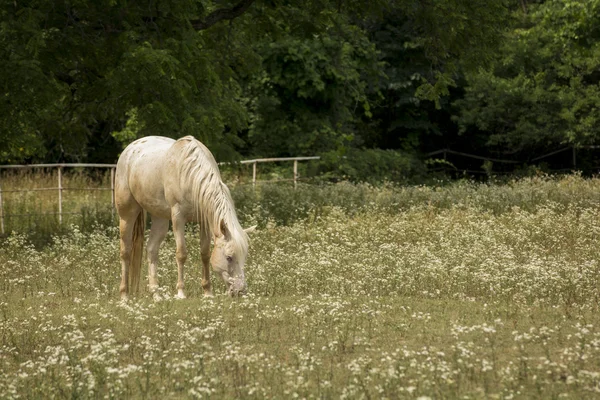 Horse in a Pasture of Wildflowers — Stock Photo, Image