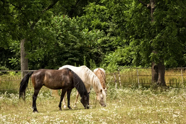 Koně na pastvině — Stock fotografie