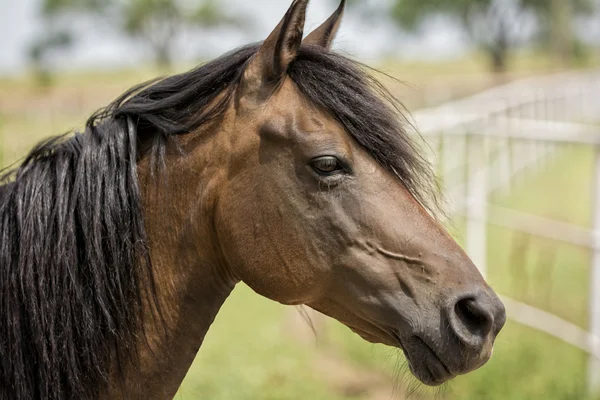 Paard in een weiland — Stockfoto