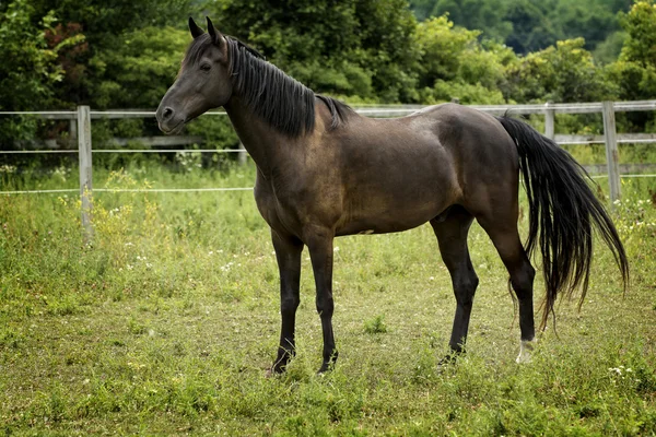 Majestätisches Hengstpferd auf einer Weide — Stockfoto