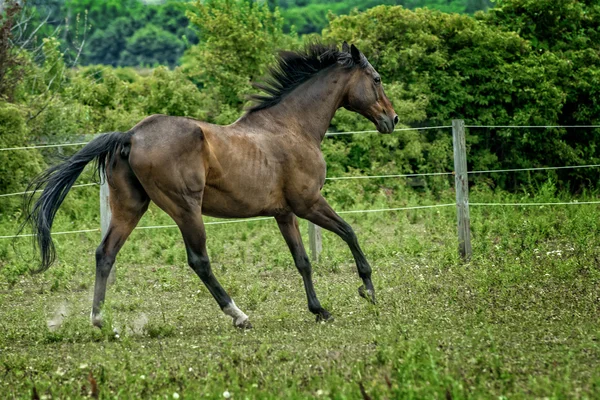Koń ogier majestatyczny działa na pastwiska — Zdjęcie stockowe