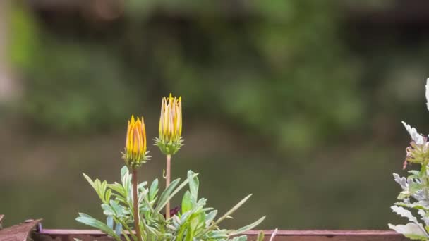 Tijdspanne van een bloeiende bloem — Stockvideo