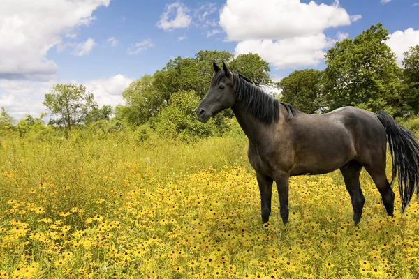 Horse in a Pasture of Wildflowers — Stock Photo, Image