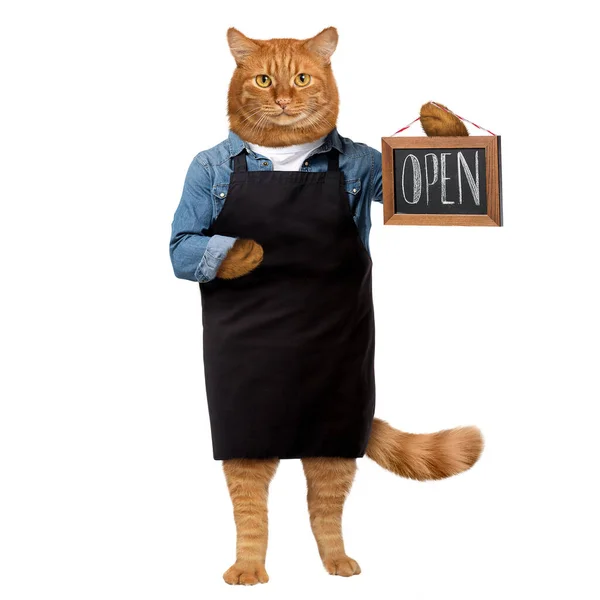 Ginger Cat Worker Holding Sign Open Isolated White — Stok fotoğraf