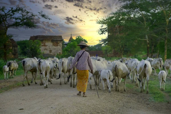 Agricultor Bagan Rebanho Gado Para Pastar — Fotografia de Stock