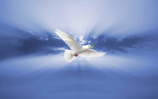 Dove Peace Sky — Stock Photo, Image