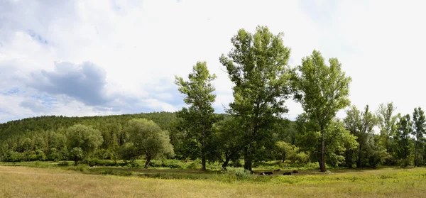 Ural yaz manzara. Başkurdistan Cumhuriyeti. çevresi maloyaz Köyü.