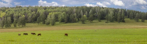 Kor på betesmark. Stockfoto