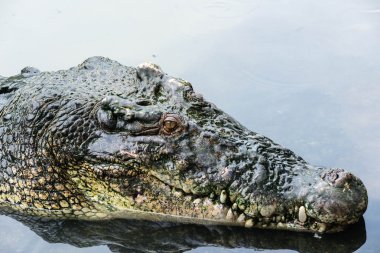büyük yetişkin tuzlu su timsahı sakin suda yakın çekim
