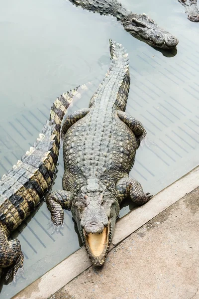 Friss víz felnőtt krokodil, Thaiföld — Stock Fotó