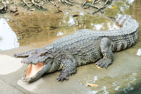 Crocodilo adulto de água doce da Tailândia — Fotografia de Stock