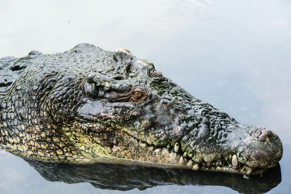 Large adult salt water crocodile in calm water close up — Stock Photo, Image