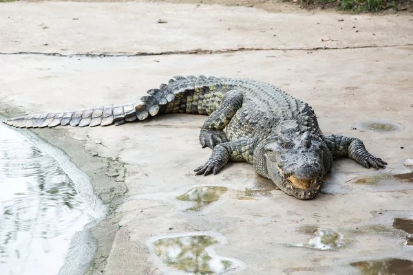 Słodkiej wody dla dorosłych krokodyla z Tajlandii — Zdjęcie stockowe
