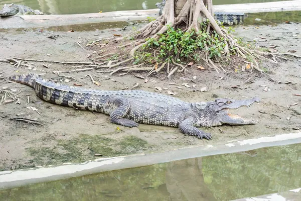 Crocodile adulte d'eau douce de Thaïlande — Photo