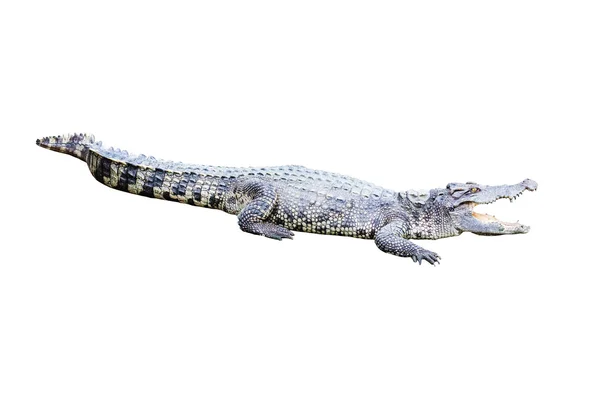 Friss víz felnőtt krokodil, Thaiföld — Stock Fotó