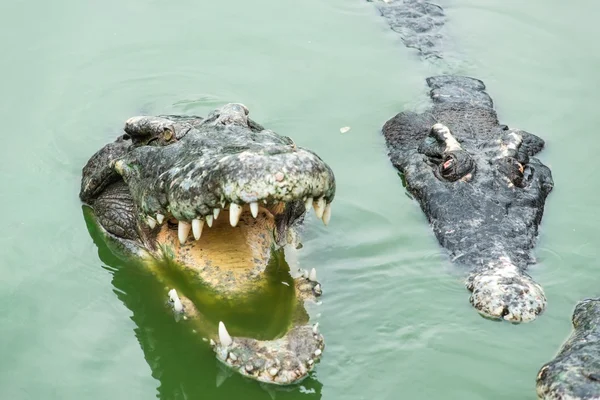 Färskvatten vuxen krokodil från thailand — Stockfoto