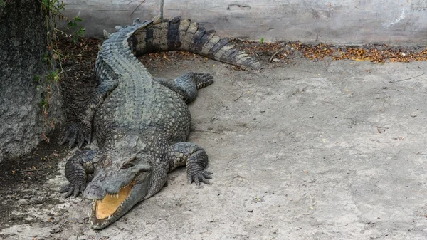 Süßwasser erwachsenes Krokodil aus Thailand — Stockfoto