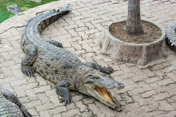 Friss víz felnőtt krokodil, Thaiföld — Stock Fotó